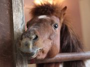 ふれあいウマーむTOKONAMEの写真2