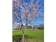 Liberty Horse Farmの写真4