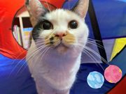 保護猫ファームの写真2