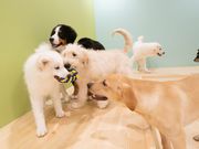 モフれる大型犬たちのカフェ moffle相模原店の写真2