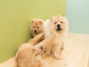 モフれる大型犬たちのカフェ moffle相模原店の写真3