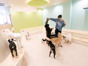 モフれる大型犬たちのカフェ moffle相模原店の写真4