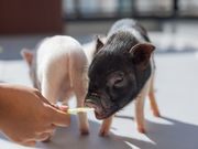 pignic cafe吉祥寺店の写真2