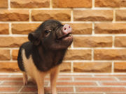 pignic cafe吉祥寺店の写真3