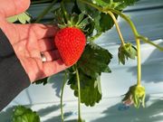 ogawa GRAND lodge FARMの写真3