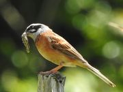南房総の自然と野鳥ガイドの写真2