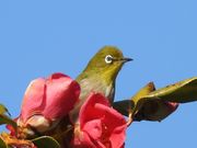 南房総の自然と野鳥ガイドの写真4