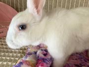 ふわりーず掛川の写真4
