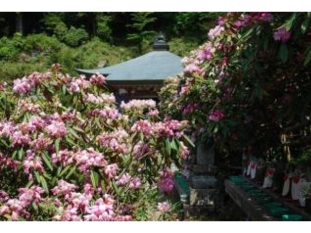 横峰寺の石楠花の写真1