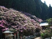 横峰寺の石楠花の写真2