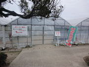 いちご狩り観光農園(ふるさとセンターY・BOX)の写真3