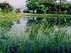 鏡が池の写真2