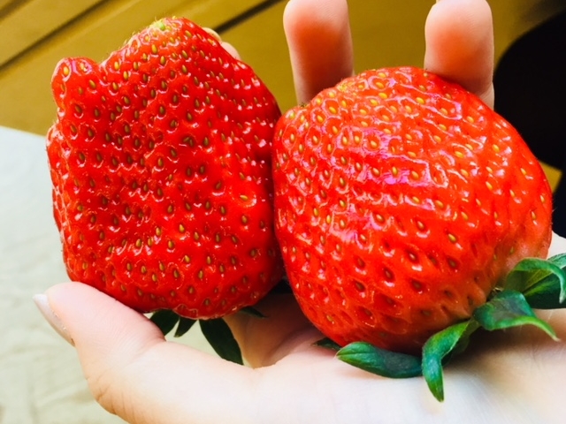 イチゴ園谷津の里