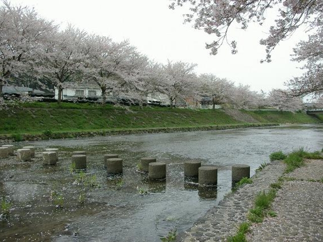 やすらぎの道桜並木の写真1