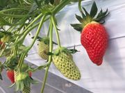 イチゴ園谷津の里の写真4