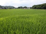 根がらみ前水田の写真1