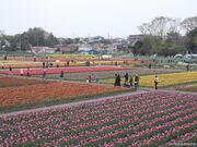 根がらみ前水田の写真3