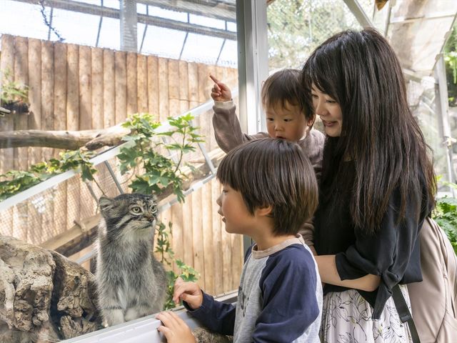 仕草がとてもキュートな世界最古のネコ「マヌルネコ」_神戸どうぶつ王国