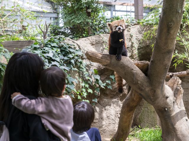 お子様も大人気!レッサーパンダ_神戸どうぶつ王国