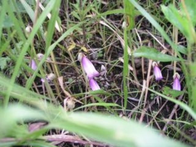 曽爾高原のナンバンギセルの写真1