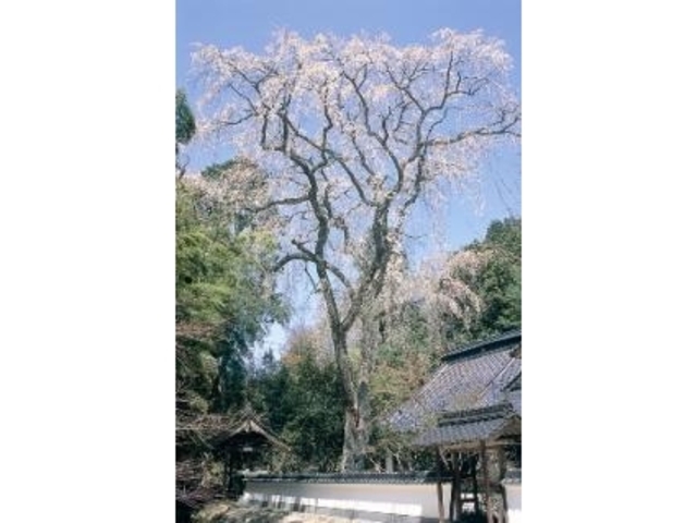 大楽寺の枝垂桜の写真1