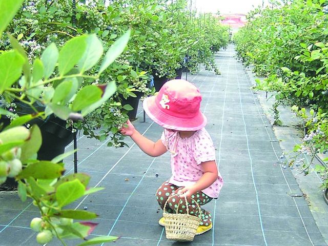 観光農園ブルーベリーの村