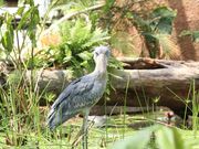 神戸どうぶつ王国の写真2