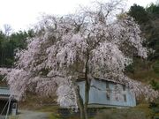 小野豆しだれ桜の写真1