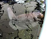 みかめ海の駅「潮彩館」の写真2