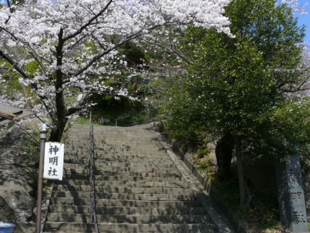 桜の写真1