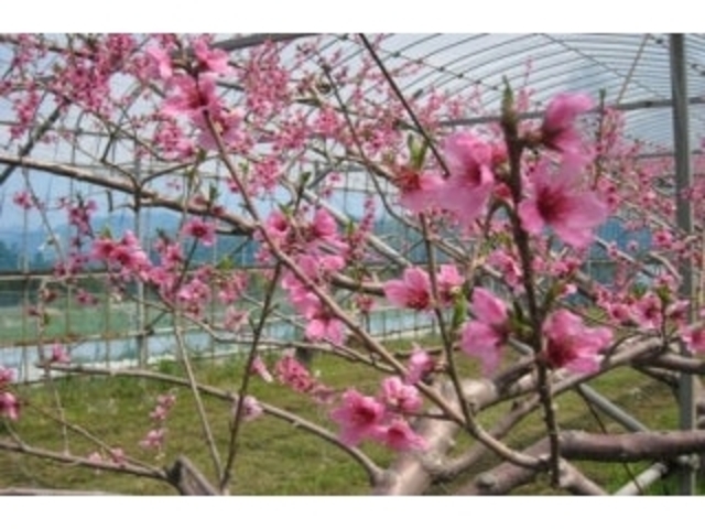 平山台/もも・なしの写真1