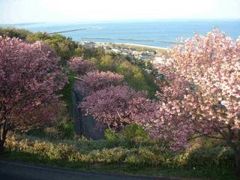 諸上寺公園【桜の名所】の写真1