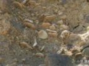 御幸之浜海域公園の写真4