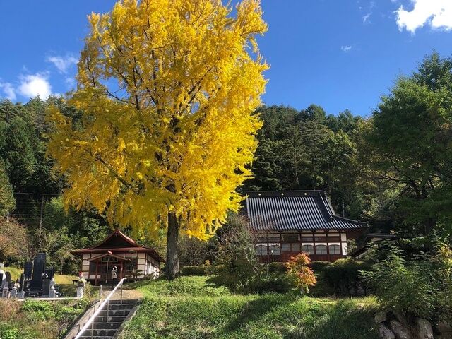 長福寺の大銀杏