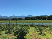 八ヶ岳原村ブルーベリー・カシス農園の写真3