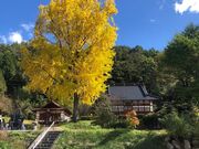 長福寺の大銀杏の写真1