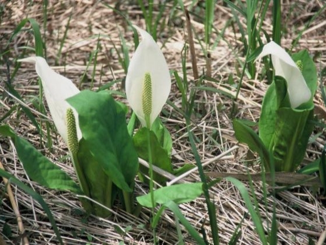 田土ヶ入地区 水芭蕉_西郷村の水芭蕉