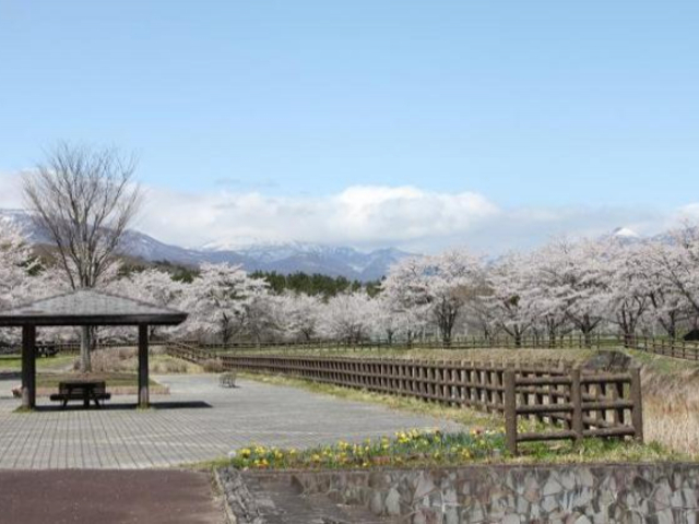 堀川親水公園の桜の写真1