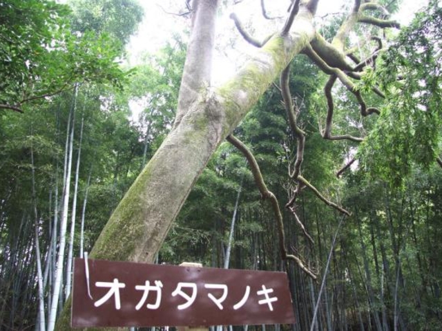 オガタマノキ(高野川神社)の写真1