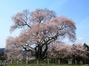 戸津辺の桜の写真2