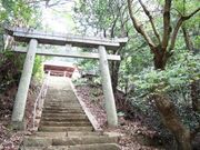 オガタマノキ(高野川神社)の写真2