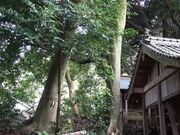 オガタマノキ(高野川神社)の写真3