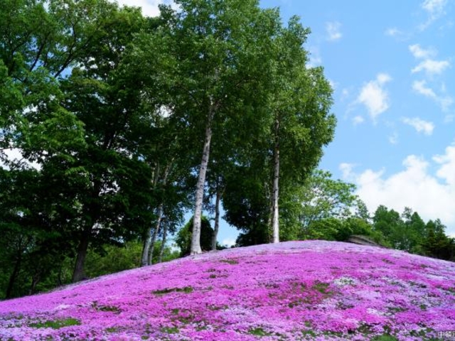 6月芝桜_中頓別鍾乳洞自然ふれあい公園