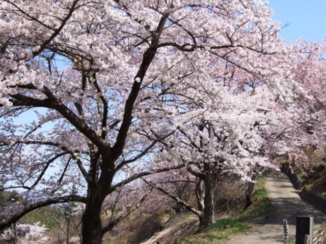 富成花見山森林公園_富成花見山森林公園