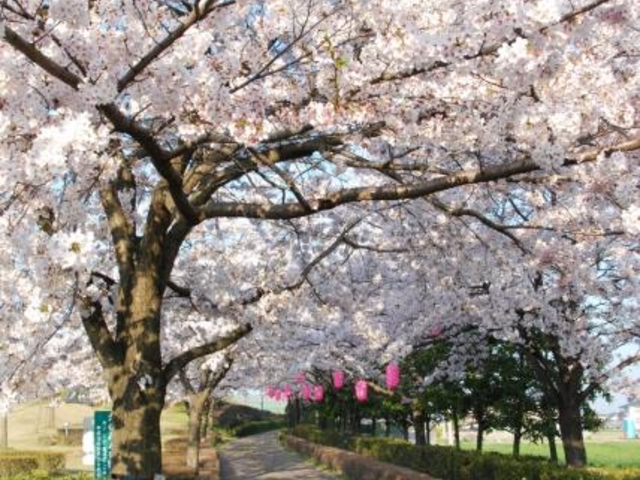 桜並木路の写真1