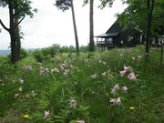 大山自然公園ヒメサユリの写真2