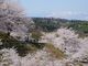 紅屋峠千本桜の写真4