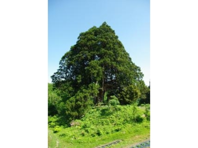 県指定天然記念物松保の大スギの写真1