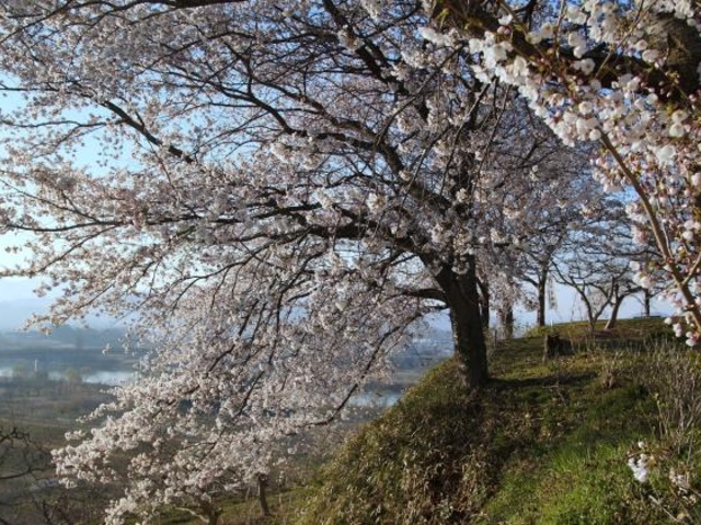 大枝城跡の写真1