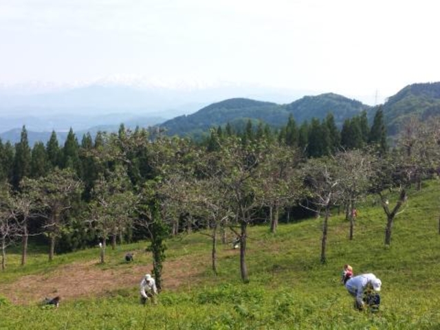 ワラビ園_長桜観光ワラビ園